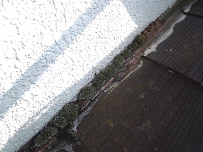 ▲下屋根と外壁の取り合い部に浸水による苔
