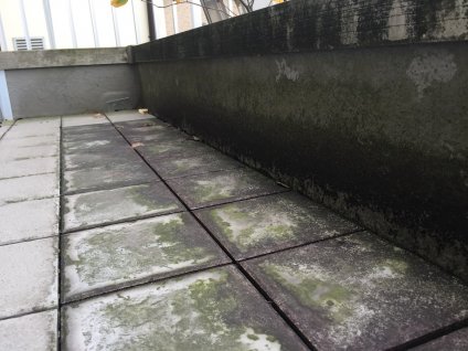 ベランダ床は、タイルが敷いてあるので、防水部分の傷みはありませんでした。
ベランダ内壁の防水部分は、経年劣化により、雨水や湿度により苔や藻、カビが確認でき、
防水性が失われて
います。