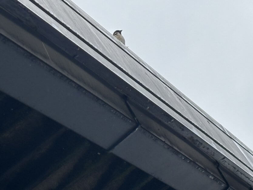 雨樋、実は家を守る大事な部品